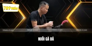 Nuôi gà đá